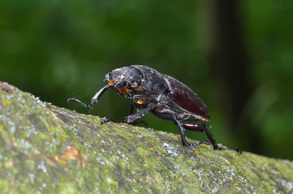Black Beetle Its Habitat — 图库照片