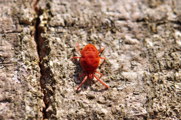 Very small red tick on a tree