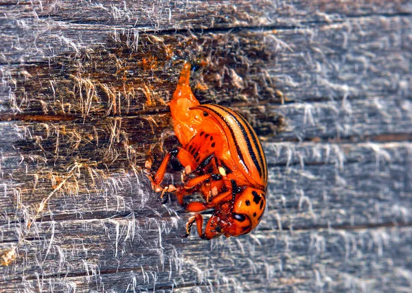 Macro Photo Beetle Its Habitat — Foto de Stock