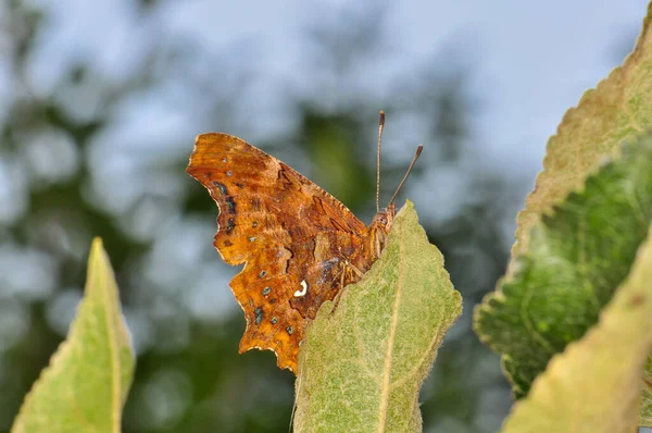 フィールドで美しい蝶 — ストック写真