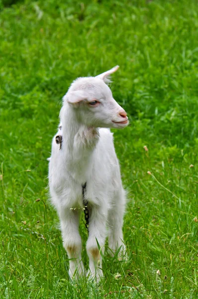 Goats graze in the meadow, Ukraine