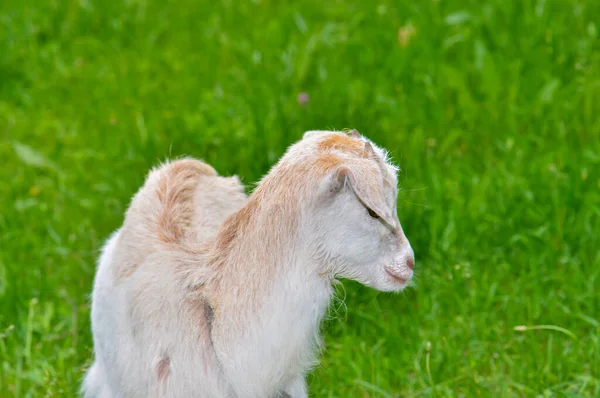 Goats graze in the meadow, Ukraine