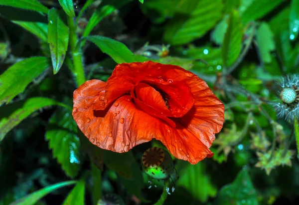 Красивый Цветок Мака Саду — стоковое фото