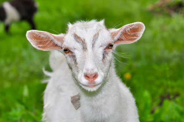 Goats graze in the meadow, Ukraine