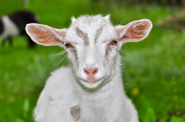 Goats Graze Meadow Ukraine — Stock fotografie