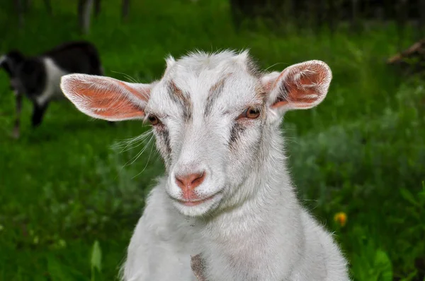 Goats graze in the meadow, Ukraine