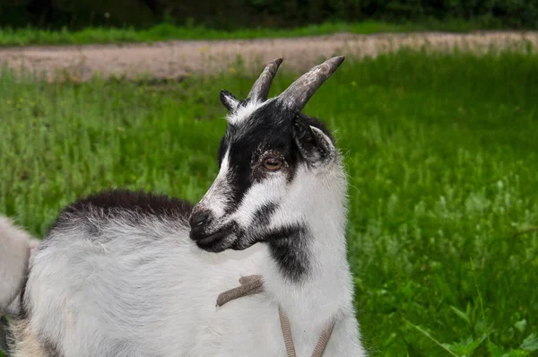 Goats Graze Meadow Ukraine — Stock fotografie