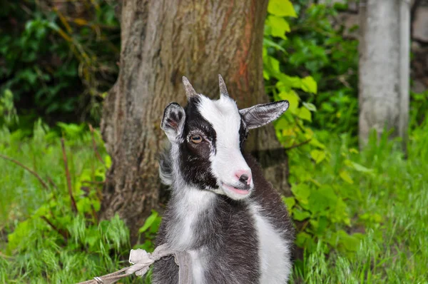 Goats Graze Meadow Ukraine — Stock fotografie
