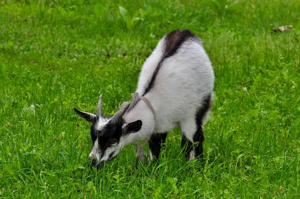 Goats Graze Meadow Ukraine — 스톡 사진