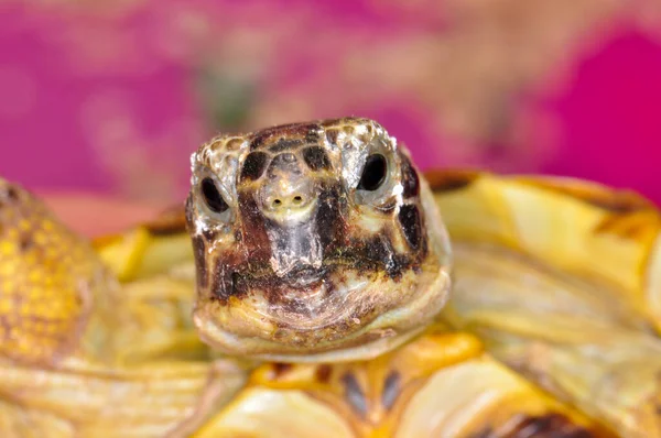 Interesting look at the turtle