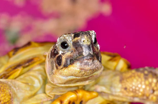 Interesting Look Turtle — Stockfoto