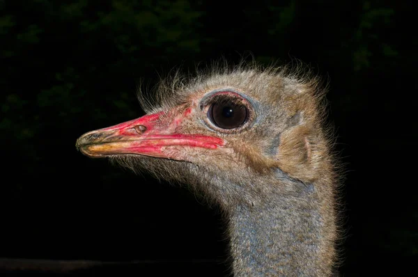 Ostrich face portrait very close