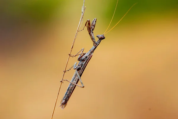 Gray Praying Mantis Branch — Stok fotoğraf