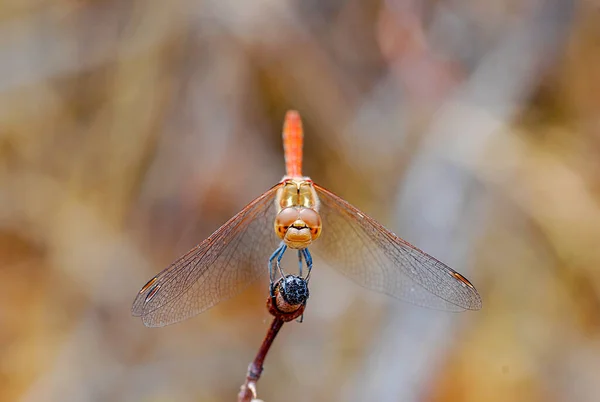 Red Dragonfly Sits Branch Macro — Stockfoto