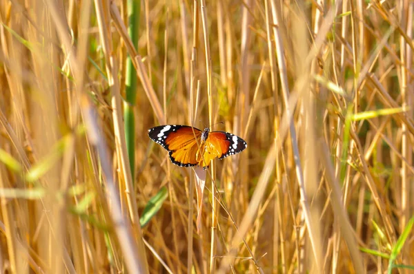 Όμορφη Πεταλούδα Στο Πεδίο — Φωτογραφία Αρχείου