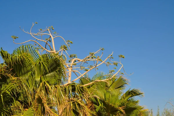 Beautiful Plant Territory Hotel Hurghada Egypt — Stock Photo, Image