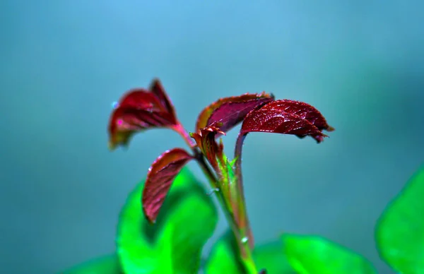 Beautiful Plants Shore — Stok fotoğraf