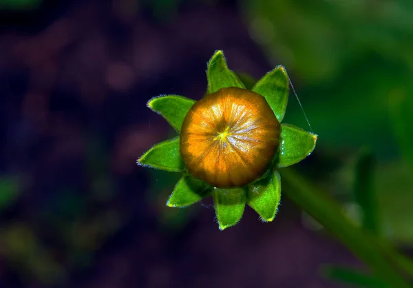 Beautiful Plants Shore — Stockfoto