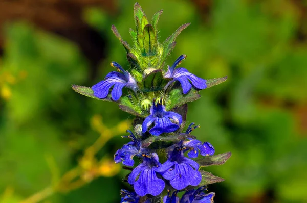 Beautiful Plants Shore — Stock Fotó