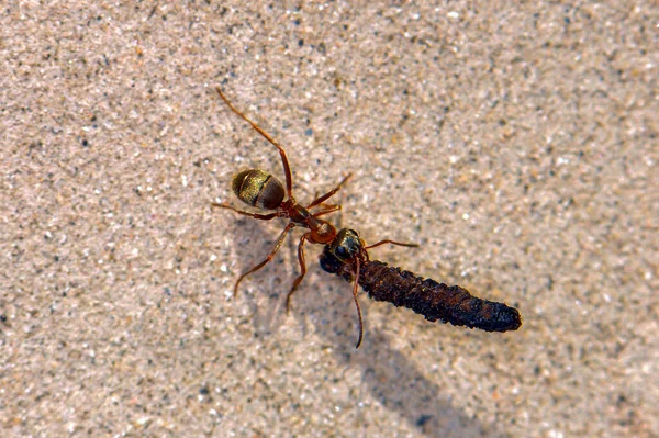 Ant Colony Sand Thailand Phuket — Zdjęcie stockowe