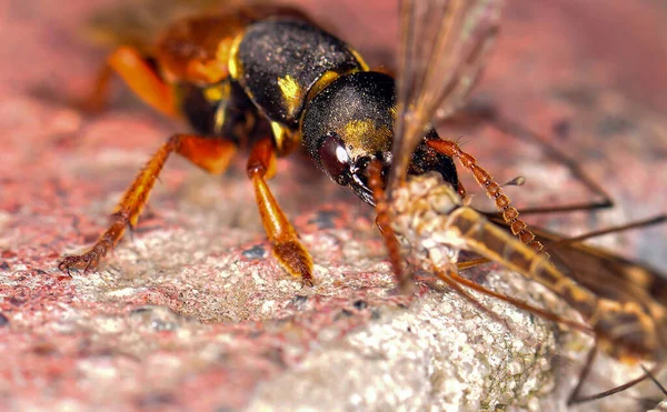 Macro Photo Beetle Its Habitat — Fotografia de Stock