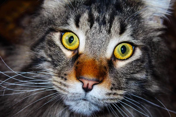 Funny cat Fedor Maine Coon