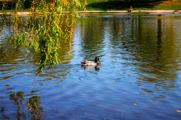 Duck City Lake Kolomyia — 스톡 사진