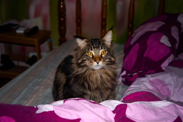 Funny Cat Fedor Maine Coon — Photo