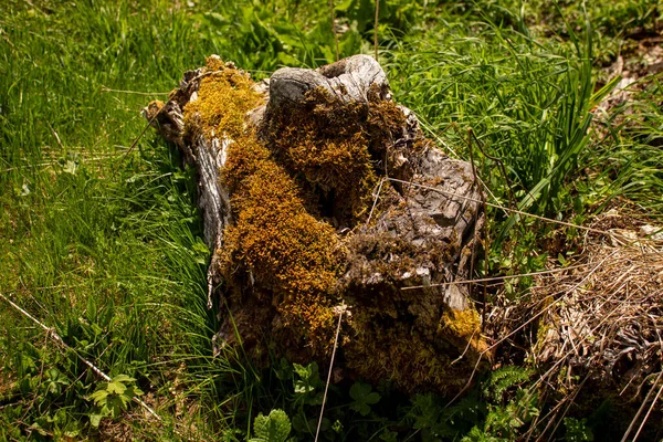 Moss Felled Tree Ukrainian Carpathians — Stockfoto