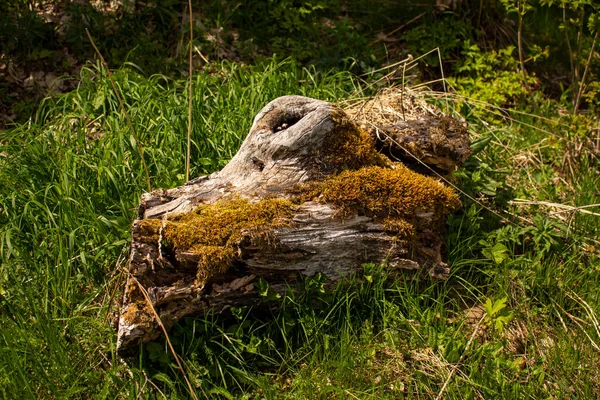 Moss Felled Tree Ukrainian Carpathians — Fotografia de Stock