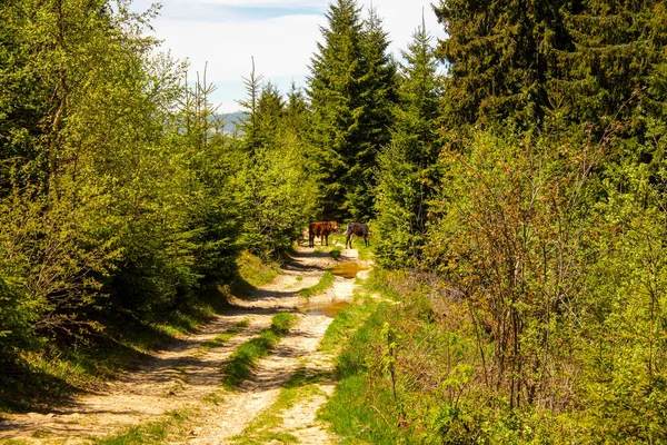 Bright morning in the Carpathians