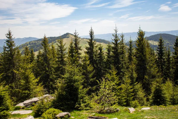 Bright morning in the Carpathians