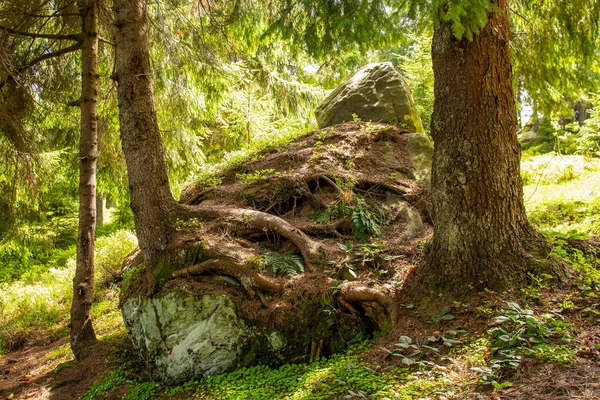 Tree Has Grown Stone Ukrainian Carpathians — Fotografia de Stock