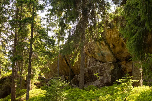 A tree has grown into a stone in the Ukrainian Carpathians