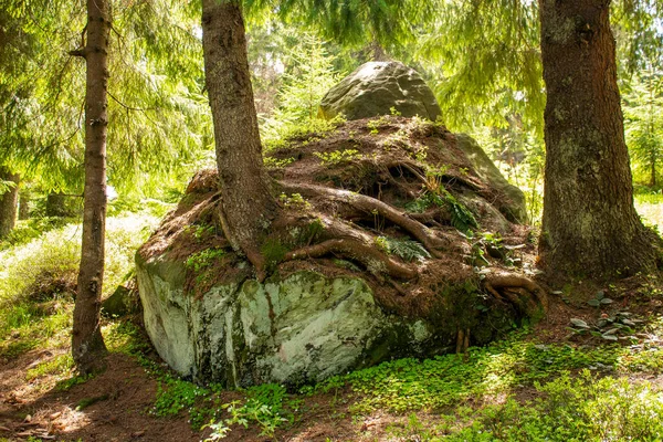 A tree has grown into a stone in the Ukrainian Carpathians