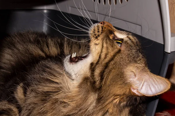 Funny cat Fedor Maine Coon