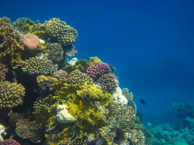 The most beautiful views and vibrant inhabitants of the Red Sea, Hurghada, Egypt