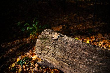 Oak leaf on a cut tree in the Kharkov forest park
