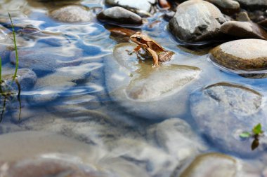 Little frog in a mountain river