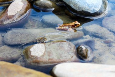 Little frog in a mountain river