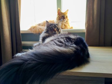 Funny cat Fedor Maine Coon