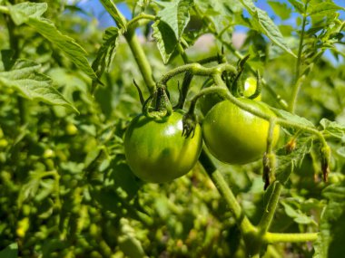 Small unripe green tomatoes in the garden, Ukraine, Zmiev