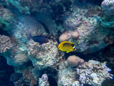 The most beautiful views and vibrant inhabitants of the Red Sea, Hurghada, Egypt