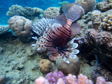 Pterois volitans or Lionfish Zebra in Red Sea coral reef, Egypt, Hurghada