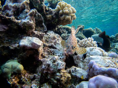 The most beautiful views and vibrant inhabitants of the Red Sea, Hurghada, Egypt