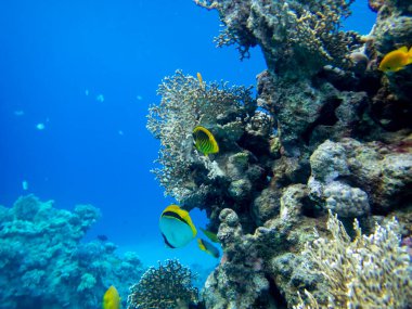 The most beautiful views and vibrant inhabitants of the Red Sea, Hurghada, Egypt