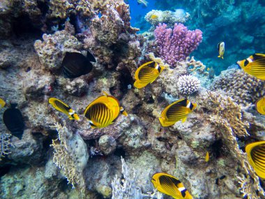 The most beautiful views and vibrant inhabitants of the Red Sea, Hurghada, Egypt