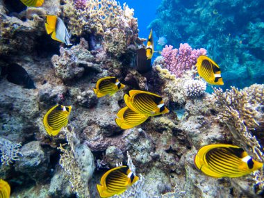 The most beautiful views and vibrant inhabitants of the Red Sea, Hurghada, Egypt