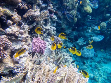 The most beautiful views and vibrant inhabitants of the Red Sea, Hurghada, Egypt