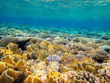 The most beautiful views and vibrant inhabitants of the Red Sea, Hurghada, Egypt